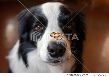 Will you marry me. Funny portrait of cute puppy dog border collie holding two golden wedding rings on nose, close up. Engagement, marriage, proposal concept 97655777