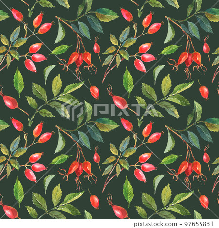 Seamless pattern with hand painted watercolor rose hip berries with green leaves on a dack green background. 97655831