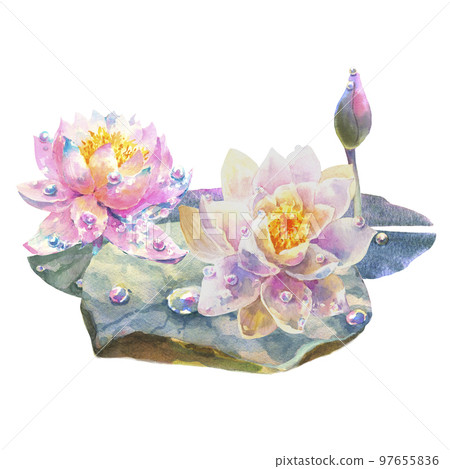Botanical watercolor illustration of water lilies with dew drops on white background. Botanical watercolor illustration of water lilies with dew drops on white background. 97655836