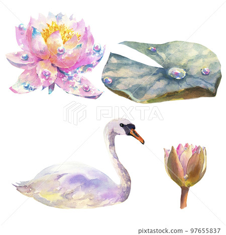 Watercolor illustration, set of water lily flowers, leaf, bud and white swan isolated on white background. Watercolor illustration, set of water lily flowers, leaf, bud and white swan isolated on white background. 97655837