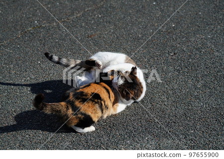 Cats warming up their cold bodies after the deep fog clears Cats warming up their cold bodies after the deep fog clears 97655900