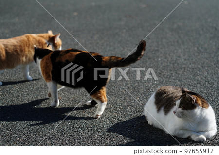 Cats warming up their cold bodies after the deep fog clears Cats warming up their cold bodies after the deep fog clears 97655912
