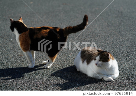Cats warming up their cold bodies after the deep fog clears Cats warming up their cold bodies after the deep fog clears 97655914