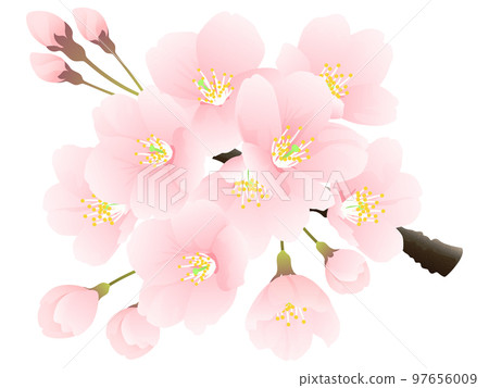 Soy Yoshino cherry tree flower 97656009