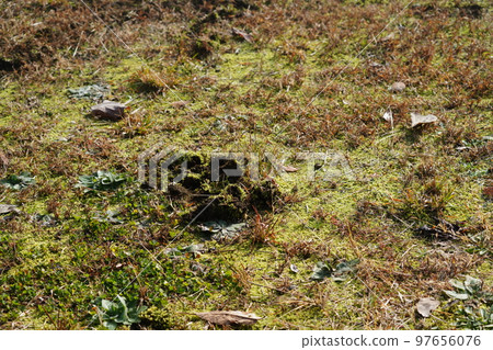 Winter when food is scarce Grasslands dug up by beasts Winter when food is scarce Grasslands dug up by beasts 97656076