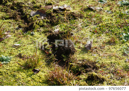 Winter when food is scarce Grasslands dug up by beasts Winter when food is scarce Grasslands dug up by beasts 97656077