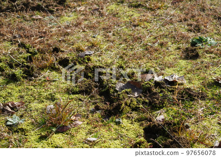 Winter when food is scarce Grasslands dug up by beasts Winter when food is scarce Grasslands dug up by beasts 97656078