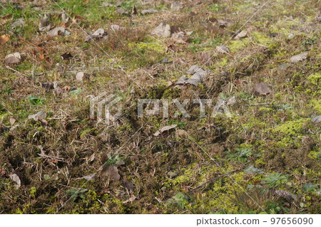 Winter when food is scarce Grasslands dug up by beasts 97656090