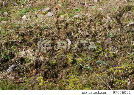 Winter when food is scarce Grasslands dug up by beasts Winter when food is scarce Grasslands dug up by beasts 97656091