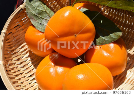 Harvested persimmon fruit Shonai persimmon 97656163