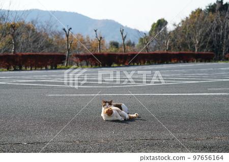 On a midwinter morning, the thick fog clears and the sunlight warms up the cold bodies of the cute cats On a midwinter morning, the thick fog clears and the sunlight warms up the cold bodies of the cute cats 97656164