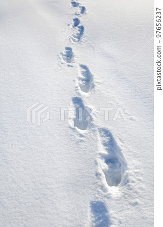 Footprints on the snow in winter. Footprints on the snow in winter. 97656237