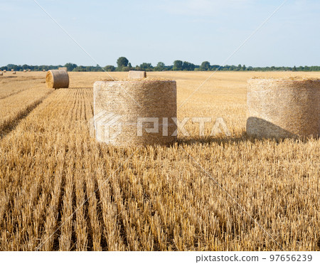 Straw rolls on the field. Straw rolls on the field. 97656239