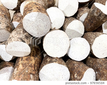 Taro, a plant of the Araceae family Taro, a plant of the Araceae family 97656584