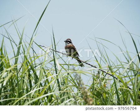 A bunting perched on a branch in Kuju Highland Kuju, Kuju-cho, Taketa City, Oita Prefecture 97656704