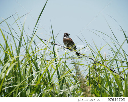 A bunting perched on a branch in Kuju Highland Kuju, Kuju-cho, Taketa City, Oita Prefecture 97656705