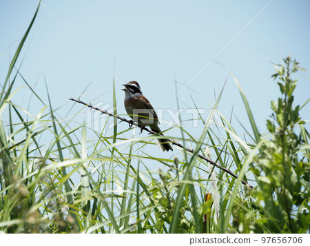 A bunting perched on a branch in Kuju Highland Kuju, Kuju-cho, Taketa City, Oita Prefecture 97656706