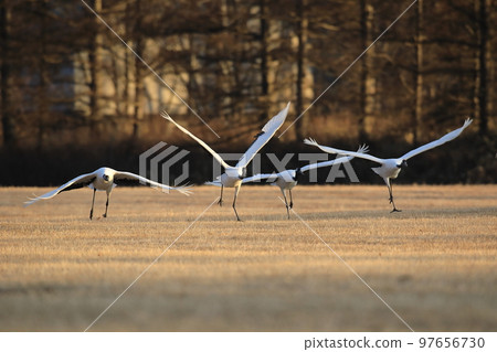 Hokkaido Tsurui Village Red-crowned Crane Hokkaido Tsurui Village Red-crowned Crane 97656730