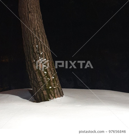 pine trees in the snow pine trees in the snow 97656846