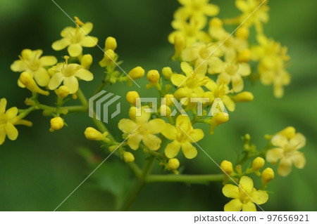 金烏賊,野草,小黃花,自然本底 金烏賊,野草,小黃花,自然本底 97656921