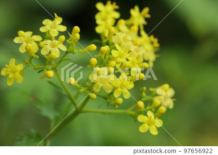 Golden squid, wild grass, small yellow flowers, natural background Golden squid, wild grass, small yellow flowers, natural background 97656922
