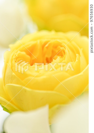 A bright gorgeous soft yellow rose flower that you want to give as a gift in spring 97656930