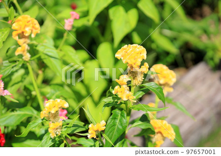 Keito的花 Keito的花 97657001