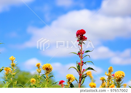 Keito的花 Keito的花 97657002
