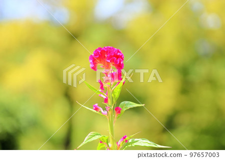 Keito的花 97657003