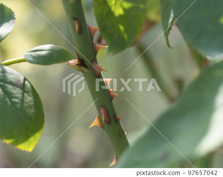 長在玫瑰莖上的刺 97657042