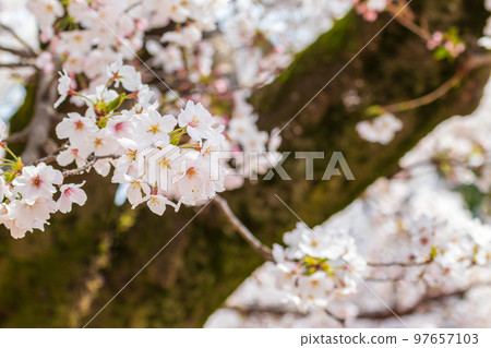春天陽光下的櫻花 97657103