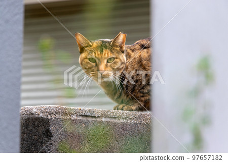 A brown stray cat sticking its head out from the side of the wall 97657182