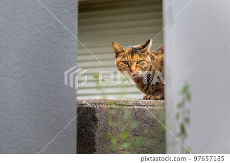 A stray cat watching from the shadows 97657185