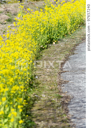 Rape blossoms along the road 97657240