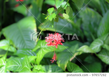 Flowering butterfly flowers Flowering butterfly flowers 97657282