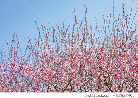 藍天和粉紅色的梅花 97657403