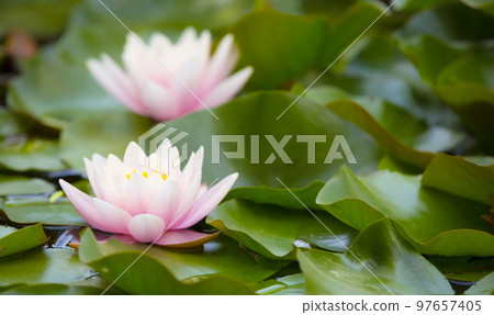 Beautiful pink waterlily or lotus flower in pond. Beautiful pink waterlily or lotus flower in pond. 97657405