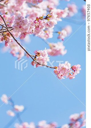 河津櫻:早開的櫻花 河津櫻:早開的櫻花 97657408