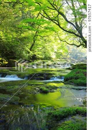 Fresh green Kikuchi Valley with light (vertical composition) 97657417