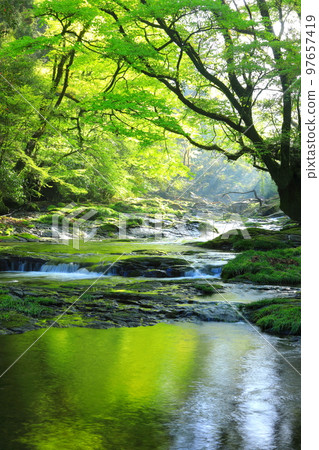 有光的新鮮綠色菊池谷（垂直構圖） 97657419