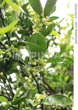 Many buds of mandarin orange Many buds of mandarin orange 97657435