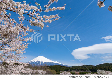 春天的形象櫻花和富士山 春天的形象櫻花和富士山 97657477