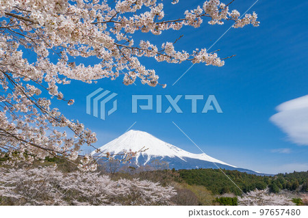 Spring image Sakura and Mt.Fuji Spring image Sakura and Mt.Fuji 97657480