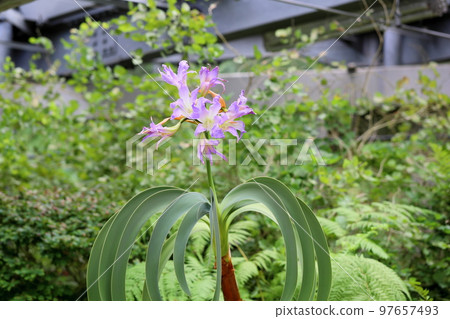 Blue amaryllis flowers Blue amaryllis flowers 97657493