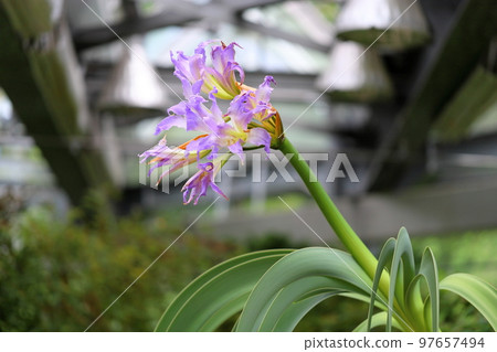 Blue amaryllis flowers 97657494