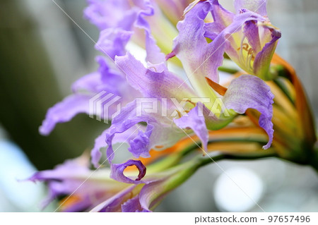 藍色孤挺花 藍色孤挺花 97657496