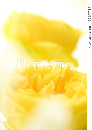 A bright and gorgeous soft yellow rose that you want to give to your loved ones in spring 97657534