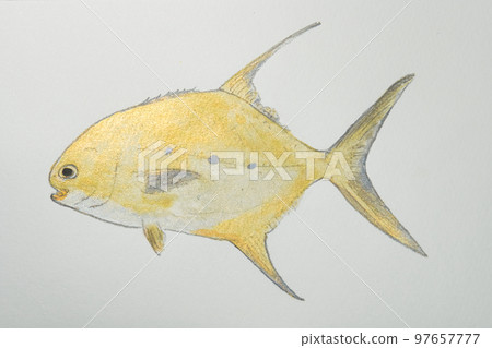 Large collection of fish from the world of fish in Japan Large collection of fish from the world of fish in Japan 97657777