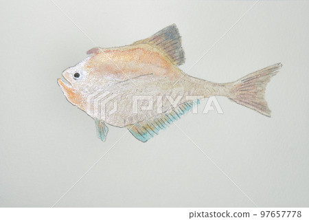 來自日本魚類世界的大量魚類 來自日本魚類世界的大量魚類 97657778