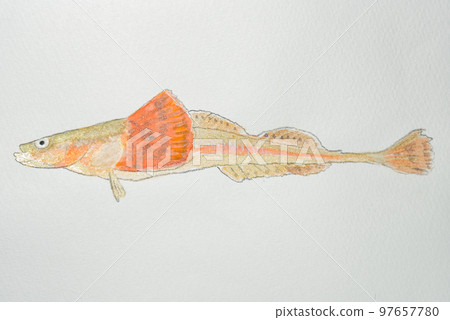 來自日本魚類世界的大量魚類 來自日本魚類世界的大量魚類 97657780
